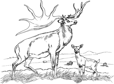 Bull Elk And Baby Elk Coloring Page